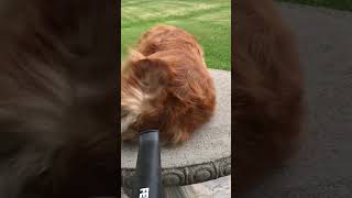 Dry your dog with leaf blower