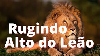 LEÃO VIDEO  14