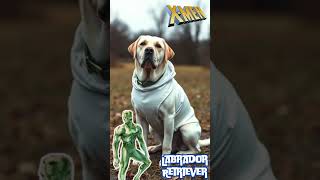 "Labrador Retriever as X-Men Iceman - Cool Dog Costume Reveal!" #DogLovers #PuppyLove #CuteDogs