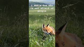 I met a fox who is not afraid of people #fox #animals #nature #adventure