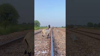 Train or Bakra #reels #humanityunite #trending #train