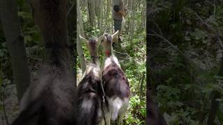 The goats loved their walk today #farmlife #homestead #goats #farmlifebestlife