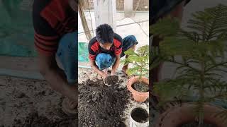 How To Plant A Tree ! Planting  Tree