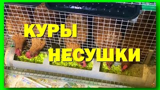 КЛЕТКА ДЛЯ КУР НЕСУШЕК. ЗАСЕЛЕНИЕ. ПРО СОДЕРЖАНИЕ. ПРО ПИТАНИЕ