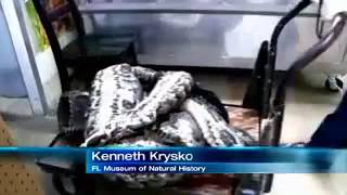 Monstrous python caught Biggest ever snake caught in florida