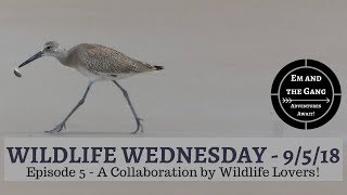 Wildlife Wednesday Collaboration - Week 5 - Wildlife in our Area