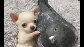 🐕 Самое смешное видео  с собаками, кошками и котятами! 🐈 Смех продлевает жизнь! 😺