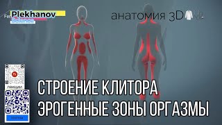 анатомия 3D строение клитора эрогенные зоны оргазмы