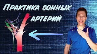 Практика сонных артерий