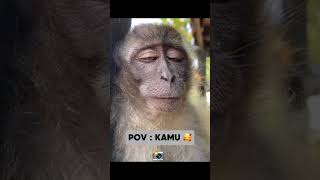 Coba Sipitkan Mata Kamu #funny #monkey #eyes #mata