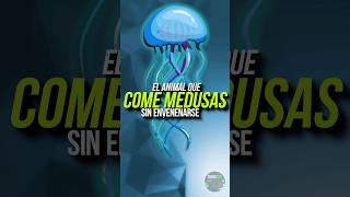 El ANIMAL que COME MEDUSAS sin ENVENARSE 🐍/ La TORTUGA 🐢 #animales #tortugas #medusa #venenoso