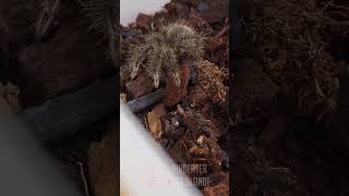 Creepy but cute! One of our baby Goliath Birdeaters the biggest species of Tarantula in the world!