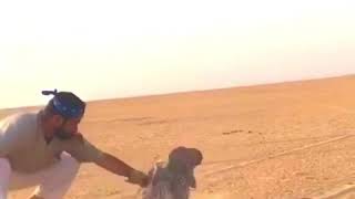 جير ب حر علمته على خرب ودجاجه علمه طيبه ياربي لك الحمد