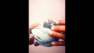 Racing pigeon eyes wings#racingpigeon  #shortvideo #viewers