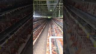 proses pembuatan roller kompayer kandang ayam,,,