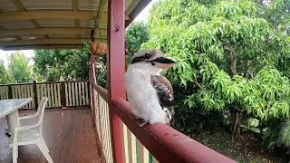 Kookaburra Live Cam