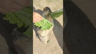 Adorable Himalayan Marmots Enjoying Delicious Vegetables#cutemarmot #cuteanimals #marmot #marmotta