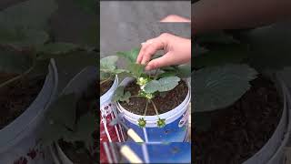 Shocked by how to grow strawberries in tiny plastic containers but the fruit is too much