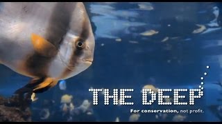 Great reasons to visit The Deep in Hull!