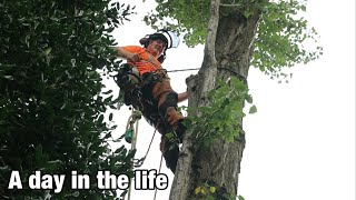 A day in the life (Arborist)