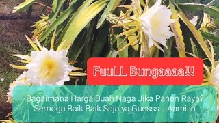 BUNGA BUAH NAGA MERAH MEKAR BERSAMA SELURUH INDONESIA | BAGAIMANA HARGA?