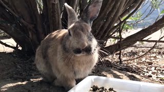 Chubby rabbit is cute!