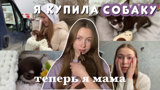 Я КУПИЛА СОБАКУ / первые дни ЧИХУАХУА дома / самое милое видео☺️