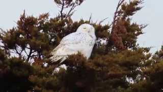 Snowy Owl