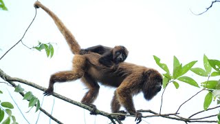 Macaco Bugio fêmea comendo frutos de canela-branca - Alouatta guariba