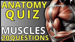 Anatomy Quiz: Muscles of the Human Body!