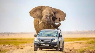 Incredible photos show HUGE elephant called Jumbo chasing car in Kenya