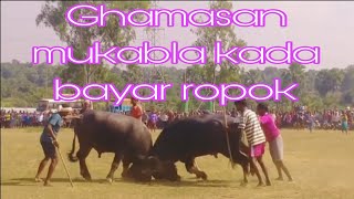 jabarjast kada bayar ropok //Kante ka takkar bhainsa ladai//buffalo fight 2023 -24