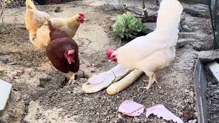 Happy Chickens eating a Giant Sandwich!