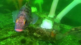 Marine Creature Monday Science Video: Rockfish