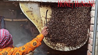 Giant Honey Bee Found -honey Harvesting To Bee Tawin