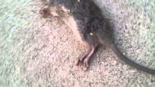 My Dog steals a Rat !  OMG come back ! HILARIOUS RAT FAIL ! Funny as