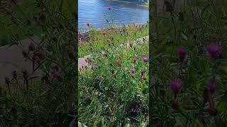 Common knapweed by Water