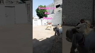 Eid ka swag | #shortvideo #youtubeshorts #viral #eidmubarak #goat #swagg