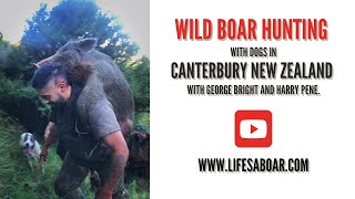 Wild Boar Hunting with dogs in Canterbury New Zealand