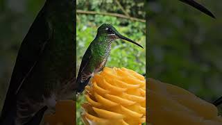 Multiple Hummingbirds Drink Water From a Flower #shorts #hummingbird