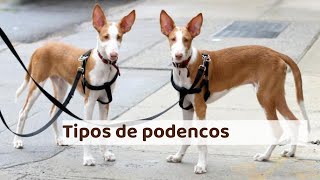 Tipos de PODENCOS - Nombres, características y FOTOS