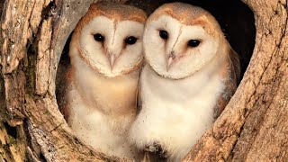 Barn Owl Pair Raise First Ever Chicks | Full Story | Willow & Ghost | Robert E Fuller