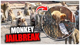 Monkey ESCAPE Caught On CAMERA