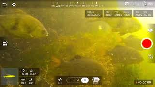 CHASING GLADIUS MINI UNDERWATER DRONE I EDMONDS WA. DIVE PARK