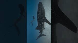 Swimming with gentle giants🐋✨🦈🤿🌊#shorts #youtubeshorts #shortsfeed #shortvideo #viralvideo #trending