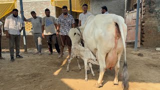 Top Class Tharparkar cow at a Farmer’s Home 🏡 near Tohana, Fatehabad (Haryana)