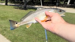 Redfish on the Mandeville Lakefront!