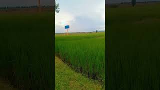 The Beauty of Rice Fields at Sunrise #RiceFields #NatureBeauty #SunriseScenery