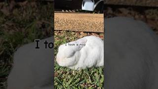 NAPS = Good | Take It From A Rabbit #funnyshorts #animal