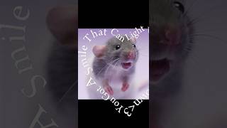 This is a template.. bug it’s very cute I love rats #roblox #preppyyyy #preppyslay